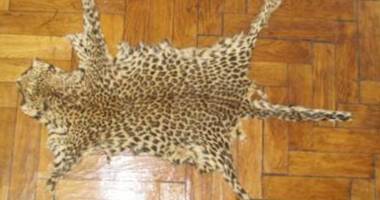 Fildeș și blănuri de animale exotice, descoperite  de polițiștii constănțeni - 3