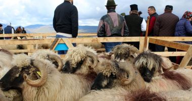 Stire din Economie : Finanțare pentru crescătorii de animale