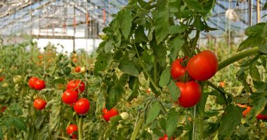 Stire din Economie : Finanțare de 225 milioane lei pentru producția legumelor în spații protejate