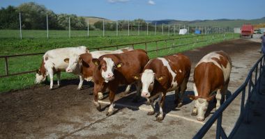 Stire din Economie : Finanțare de 450 milioane lei pentru crescătorii de bovine, suine și păsări