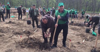 Finanțare de 500 milioane euro pentru crearea de noi suprafețe împădurite în România