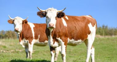 Stire din Economie : Finanțare de peste 185,483 milioane de euro pentru crescătorii de animale