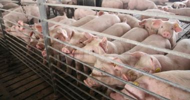 Stire din Economie : Finanțare pentru fermele de porci și de păsări