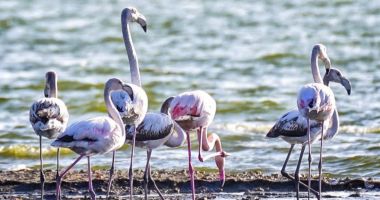 Imagini spectaculoase pe litoral. Stol de păsări flamingo pe Lacul Techirghiol