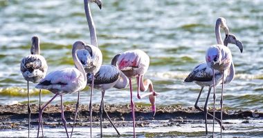 Stire din Social : Zeci de păsări flamingo au poposit pe Lacul Techirghiol, atrase de vremea frumoasă și de hrana bogată