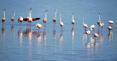 GALERIE FOTO / Zeci de păsări flamingo, surprinse pe Lacul Nuntaşi, secat vara trecută şi salvat - 3