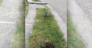 Rondurile de flori, distruse de constănțeni