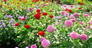 Florile de primăvară, leacuri eficiente