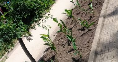 Florile proaspăt plantate, în Constanța, smulse din pământ - 3