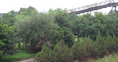 Fluturii, păsările și iepurii pun stăpânire pe terminalul Comvex - 2