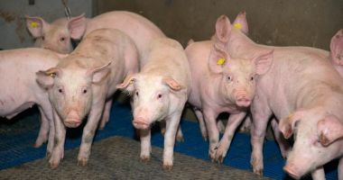 Focar de pestă porcină africană, în judeţul Constanţa