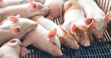 Stire din Social : Focar de pestă porcină, la Constanța! Ce zonă este afectată