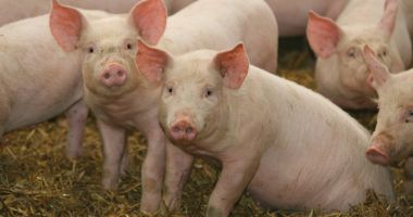 Stire din Social : Zeci de focare de pestă porcină pun în pericol fermele şi gospodăriile. Mii de animale sunt sacrificate