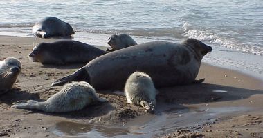 Aproximativ 2.500 de foci caspice, găsite moarte în Daghestan