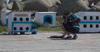 Stire din Social : „Digul cu feline”. Pisicile nimănui, între grija voluntarilor și cruzimea oamenilor
