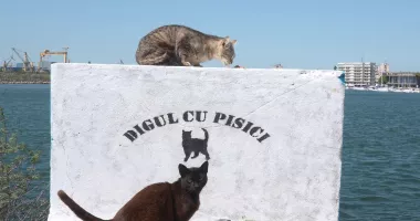 „Digul cu feline”. Pisicile nimănui, între grija voluntarilor și cruzimea oamenilor - 2