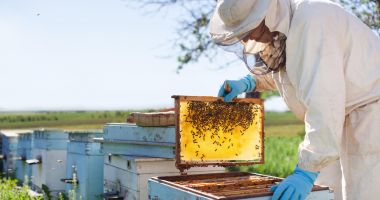 An greu pentru apicultură. Canicula a topit fagurii, iar albinele au murit sufocate - 2