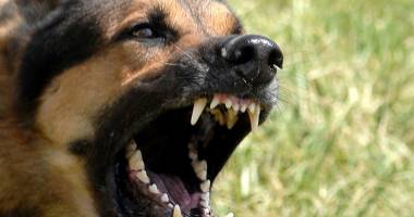 Stire din Social : Constănțeni în pericol! Amenințați de colții maidanezilor