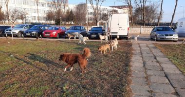 Stire din Eveniment : Cine ne scapă de maidanezi?    „Sunt haite de 8-10 câini, nu vrem să se ajungă la drame”