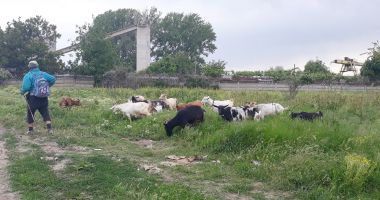 Stire din Social : Salvați zona „Energia”! A devenit raiul buruienilor și locul de păscut al caprelor
