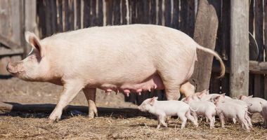 Stire din Economie : Rămânem fără carne de porc de Crăciun? „Înainte, câţi făta scroafa, atâţia creşteam”