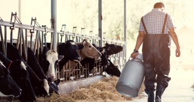 Disperare printre crescătorii de bovine. „Nu mai pot să le ţin, statul m-a învins” - 2