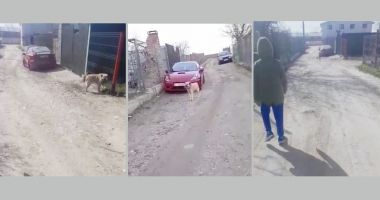 VIDEO. Strigăt disperat: "Ne mănâncă maidanezii, ne este teamă pentru copiii noștri!" - 2