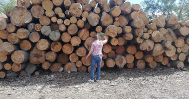 Stire din Eveniment : Mafia pădurilor are ramificații la Constanța. Evaziune fiscală și spălare de bani prin depozitele de lemne