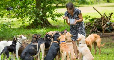Stire din Social : Situaţie îngrijorătoare la Constanţa! Peste 900 de oameni, "compostați" de maidanezi