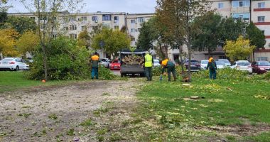 Stire din Social : Copacii dispar, dar cu parcarea cum rămâne? Tăierile masive au revoltat locatarii din zona Casei de Cultură