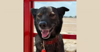 De la adăpost, pe plaja din Eforie! Igor, mascota salvamarilor și prietenul turiștilor - 2