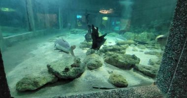 Constanța turistică 2025. Cât va mai fi Acvariul o "gaură" în bugetul Complexului Muzeal? - 2