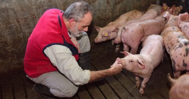 Stire din Economie : Guvernul interzice gospodăriilor țărănești să vândă porcul din curte