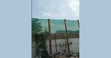 VIDEO. Calvarul unei familii din Agigea: "Zilnic, viața ne este pusă în pericol din cauza albinelor vecinului!" - 2