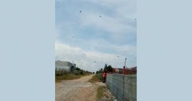 VIDEO. Calvarul unei familii din Agigea: "Zilnic, viața ne este pusă în pericol din cauza albinelor vecinului!" - 3