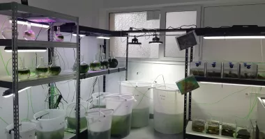 Stire din Social : Aurul verde al Mării Negre, o resursă strategică pentru industriile viitorului