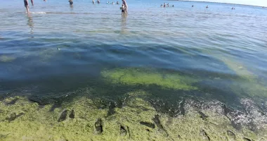 Zona Perla, lovită de mirosul algelor putrezite. „Nu mai putem sta pe plajă“ - 2