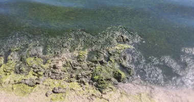 Zona Perla, lovită de mirosul algelor putrezite. „Nu mai putem sta pe plajă“ - 3
