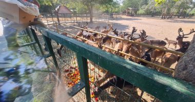 Stire din Social : Multă apă, dușuri dese, fructe și legume! Animalele de la Microrezervație, protejate de caniculă