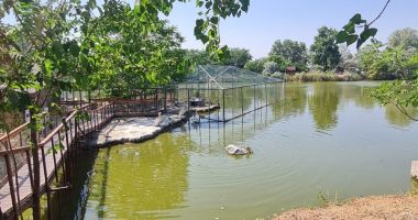 Multă apă, dușuri dese, fructe și legume! Animalele de la Microrezervație, protejate de caniculă - 2