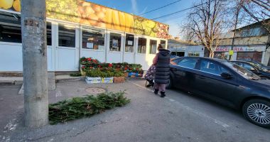 O, brad frumos, dar scump! Comercianții se plâng că vânzările sunt mici la pomii naturali pentru Crăciun - 2