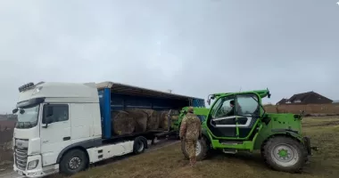 Sute de cai semisălbatici din Delta Dunării, salvați de la moarte după un apel disperat. Voluntarii au dus hrană în zonele izolate - 2
