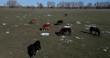 Sute de cai semisălbatici din Delta Dunării, salvați de la moarte după un apel disperat. Voluntarii au dus hrană în zonele izolate - 3