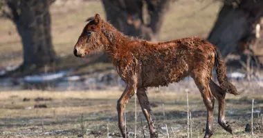 Sute de cai semisălbatici din Delta Dunării, salvați de la moarte după un apel disperat. Voluntarii au dus hrană în zonele izolate - 4