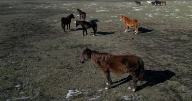 Sute de cai semisălbatici din Delta Dunării, salvați de la moarte după un apel disperat. Voluntarii au dus hrană în zonele izolate - 6