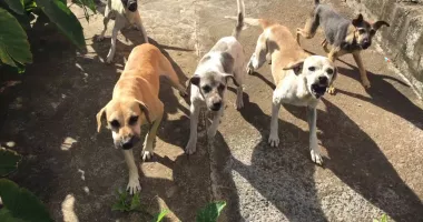 Cartiere din Constanța, terorizate de pisici și câini vagabonzi. „Sunt agresivi, atacă fără motiv!“ - 3