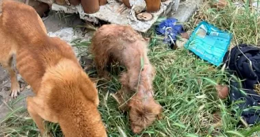 Descoperire șocantă! Cadavre de câini și animale subnutrite ținute în adăpostul groazei din Bărăganu - 2