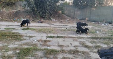 Spaimă în cartierul Energia. "Mi-au înhăţat sacoşa şi au început să latre amenințător" - 3