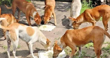 Cartiere din Constanța, terorizate de pisici și câini vagabonzi. „Sunt agresivi, atacă fără motiv!“ - 4