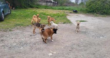 Teroarea din cartierul Baba Novac. O haită de câini a băgat spaima în cetăţeni - 3